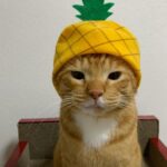 Grecha Grecha