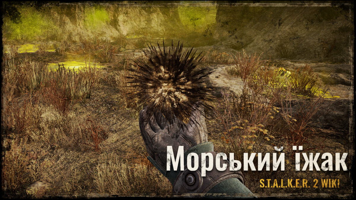Морський їжак