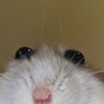 DESPEREAUX
