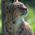 LynxLovesWeed